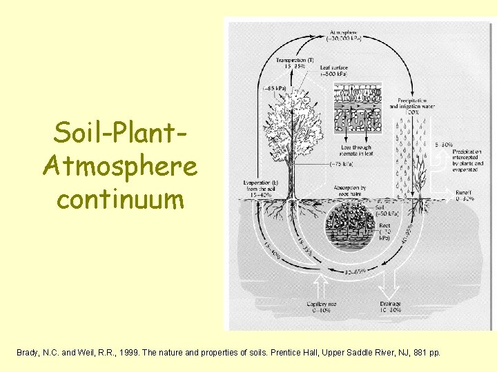 Soil-Plant. Atmosphere continuum Brady, N. C. and Weil, R. R. , 1999. The nature