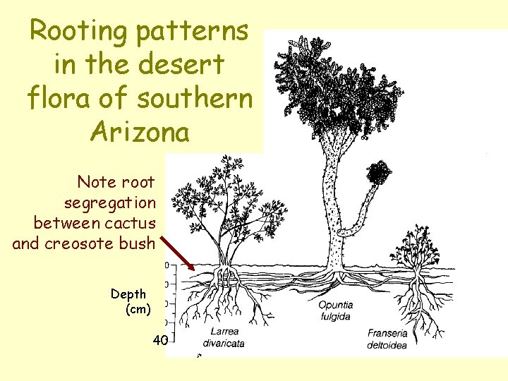 Rooting patterns in the desert flora of southern Arizona Note root segregation between cactus