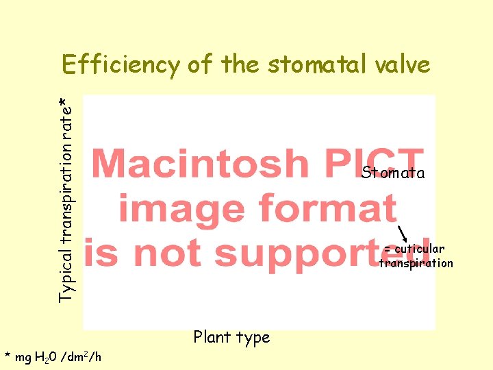 Typical transpiration rate* Efficiency of the stomatal valve * mg H 20 /dm 2/h