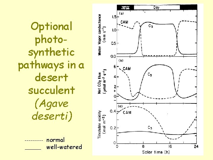 Optional photosynthetic pathways in a desert succulent (Agave deserti) normal well-watered 