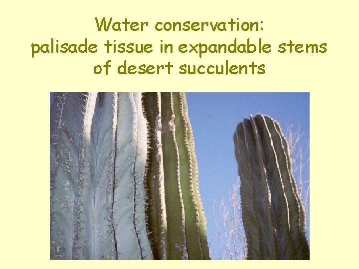 Water conservation: palisade tissue in expandable stems of desert succulents 