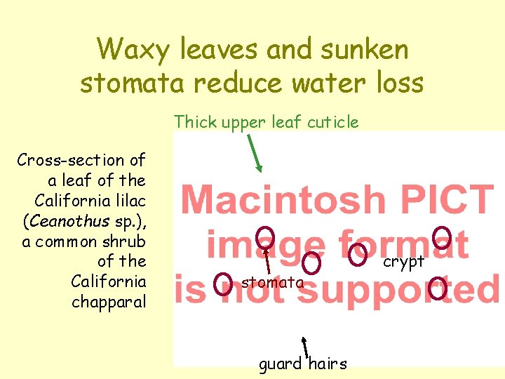 Waxy leaves and sunken stomata reduce water loss Thick upper leaf cuticle Cross-section of