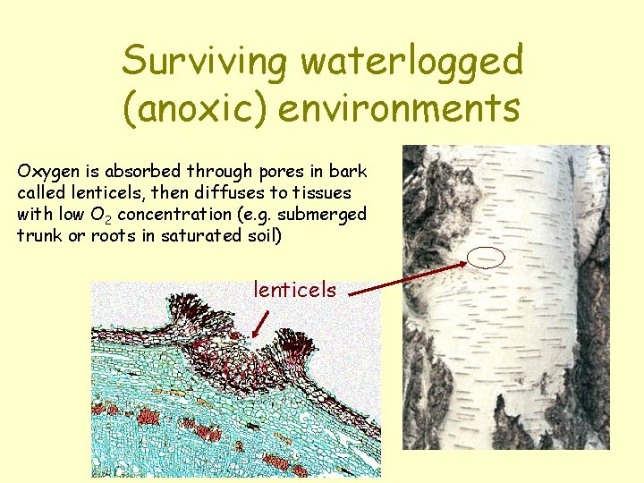 Surviving waterlogged (anoxic) environments Oxygen is absorbed through pores in bark called lenticels, then