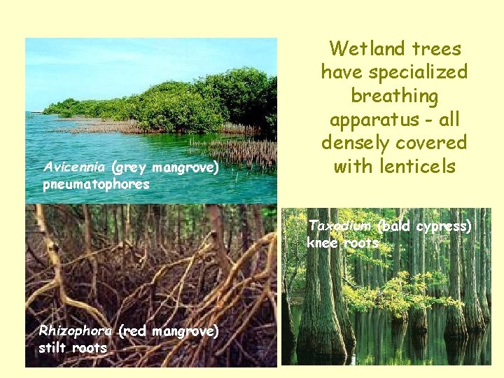 Avicennia (grey mangrove) pneumatophores Wetland trees have specialized breathing apparatus - all densely covered