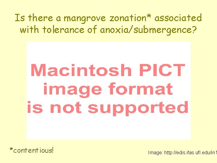 Is there a mangrove zonation* associated with tolerance of anoxia/submergence? *contentious! Image: http: //edis.