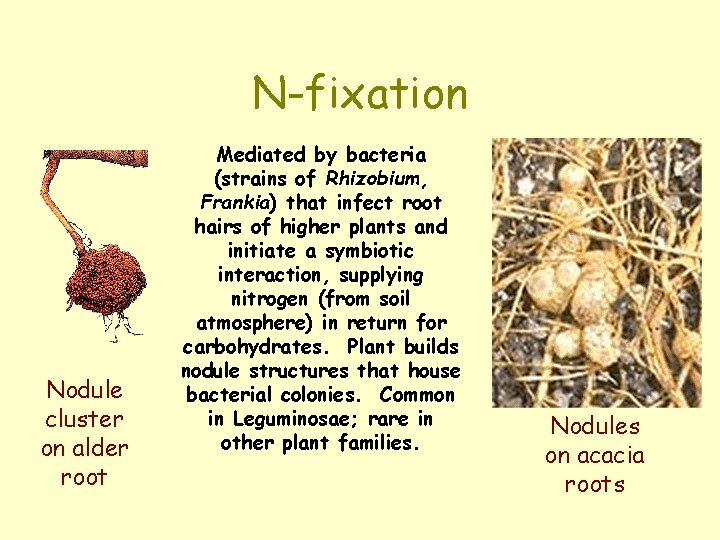 N-fixation Nodule cluster on alder root Mediated by bacteria (strains of Rhizobium, Frankia) that