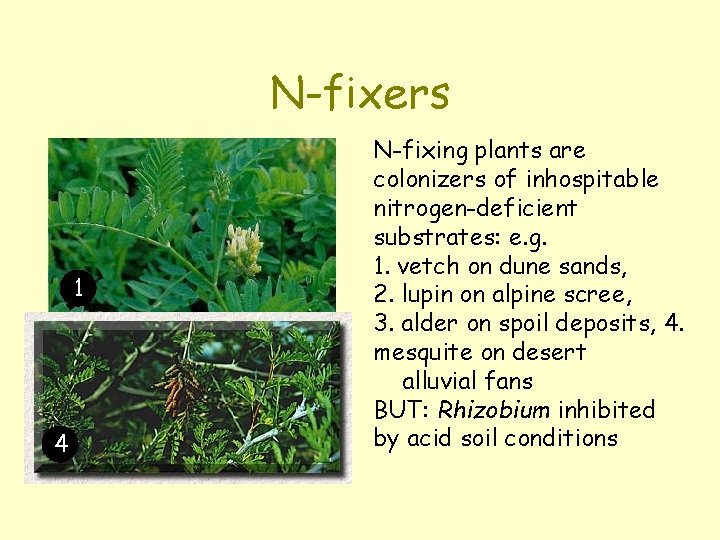 N-fixers 1 4 N-fixing plants are colonizers of inhospitable nitrogen-deficient substrates: e. g. 1.
