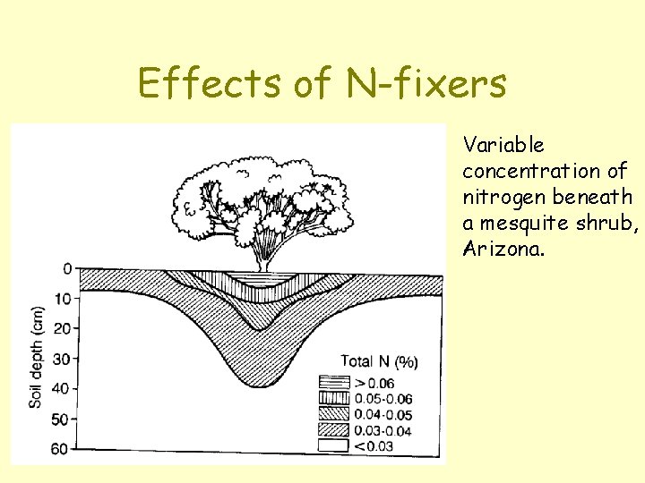 Effects of N-fixers Variable concentration of nitrogen beneath a mesquite shrub, Arizona. 