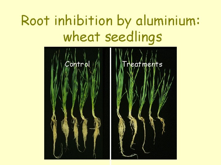 Root inhibition by aluminium: wheat seedlings Control Treatments 