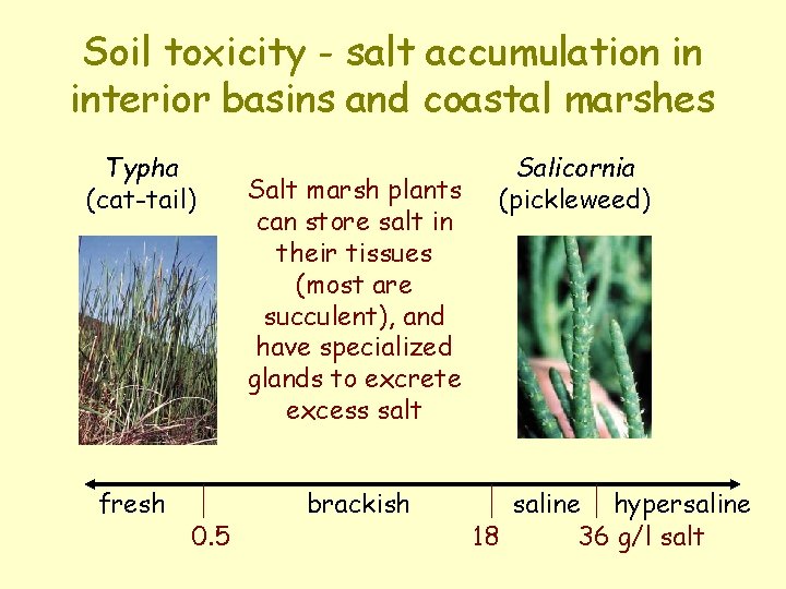 Soil toxicity - salt accumulation in interior basins and coastal marshes Typha (cat-tail) fresh