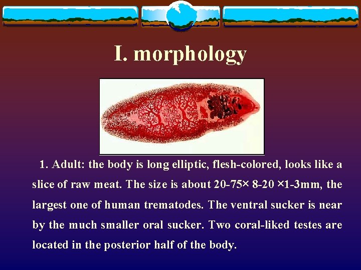 I. morphology 1. Adult: the body is long elliptic, flesh-colored, looks like a slice