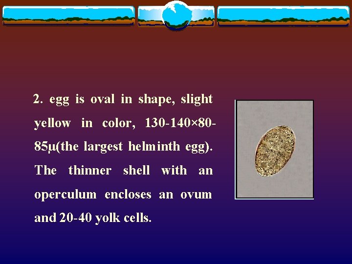 2. egg is oval in shape, slight yellow in color, 130 -140× 8085µ(the largest