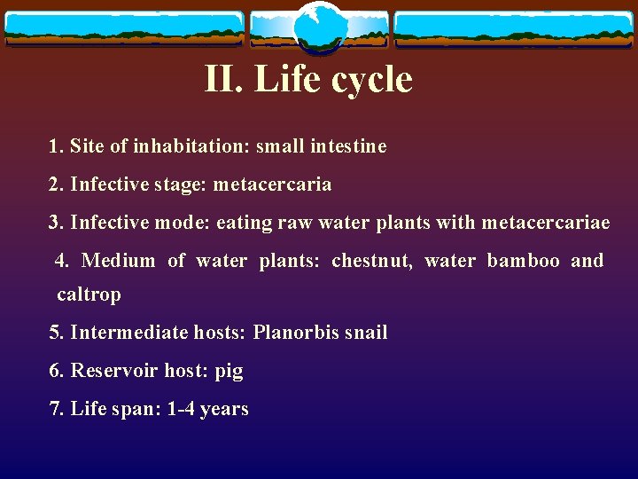 II. Life cycle 1. Site of inhabitation: small intestine 2. Infective stage: metacercaria 3.