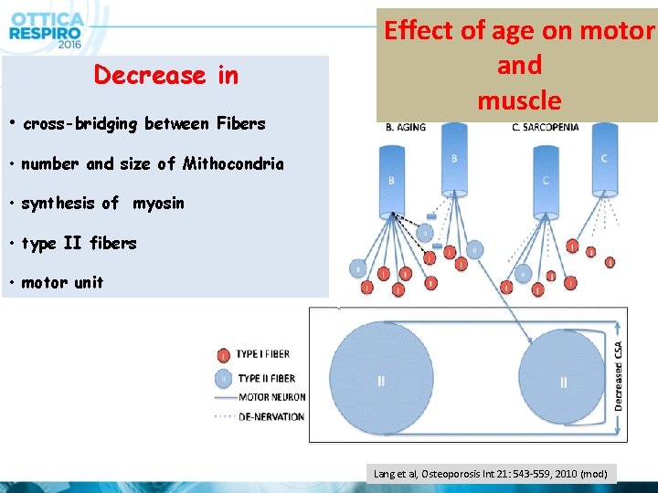 Decrease in • cross-bridging between Fibers Effect of age on motor and muscle •