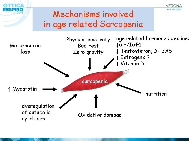 Mechanisms involved in age related Sarcopenia Moto-neuron loss Physical inactivity Bed rest Zero gravity