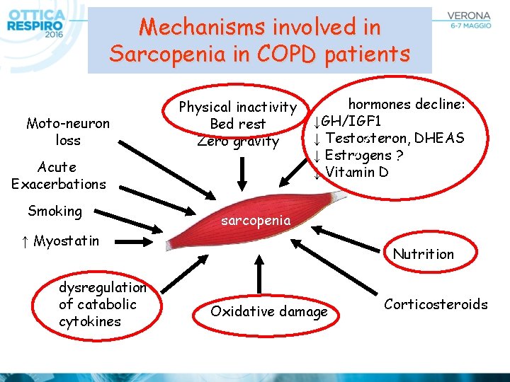 Mechanisms involved in Sarcopenia in COPD patients Moto-neuron loss Physical inactivity Bed rest Zero