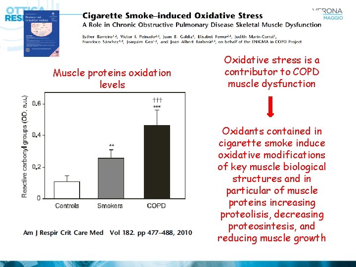 Muscle proteins oxidation levels Oxidative stress is a contributor to COPD muscle dysfunction Oxidants
