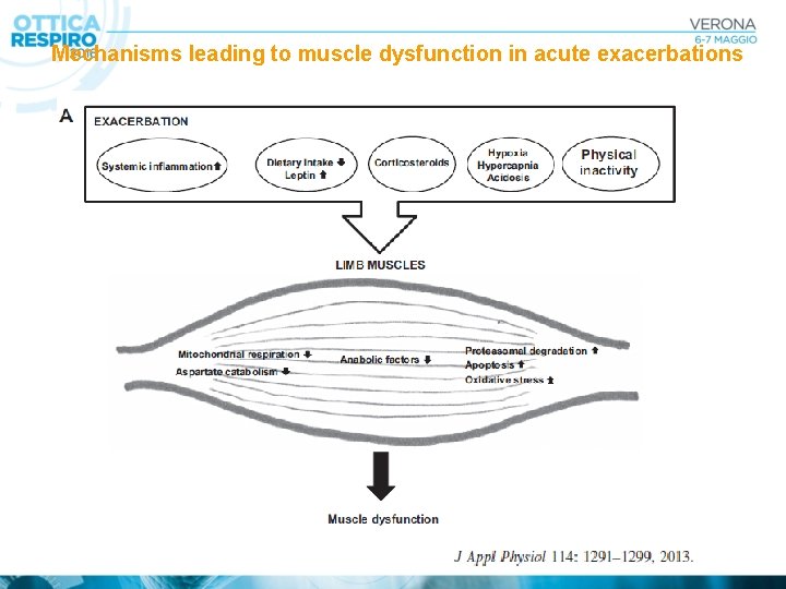 Mechanisms leading to muscle dysfunction in acute exacerbations 
