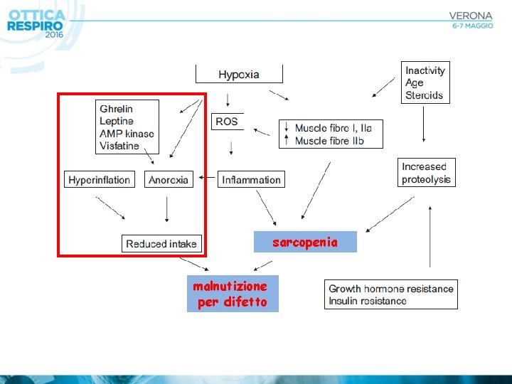 sarcopenia malnutizione per difetto 