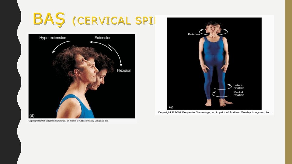 BAŞ (CERVICAL SPINE) 