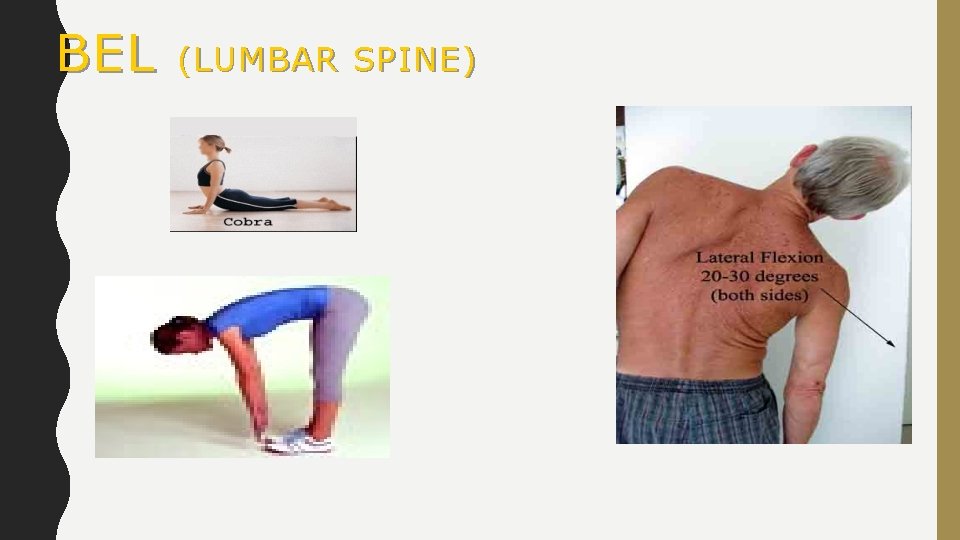 BEL (LUMBAR SPINE) 