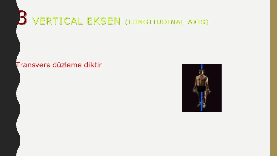 3 VERTICAL EKSEN Transvers düzleme diktir (LONGITUDINAL AXIS) 