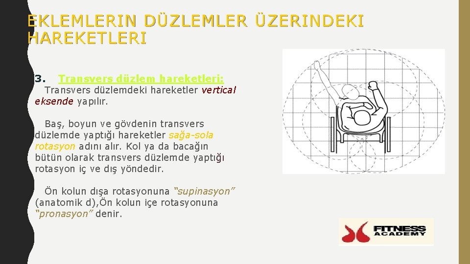 EKLEMLERIN DÜZLEMLER ÜZERINDEKI HAREKETLERI 3. Transvers düzlem hareketleri: Transvers düzlemdeki hareketler vertical eksende yapılır.