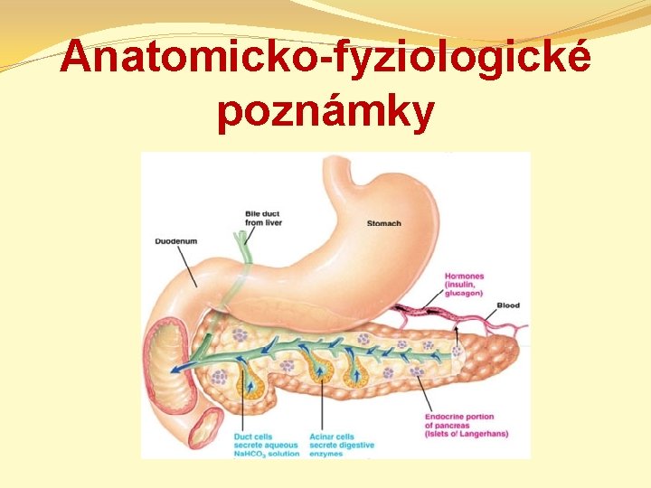 Anatomicko-fyziologické poznámky 