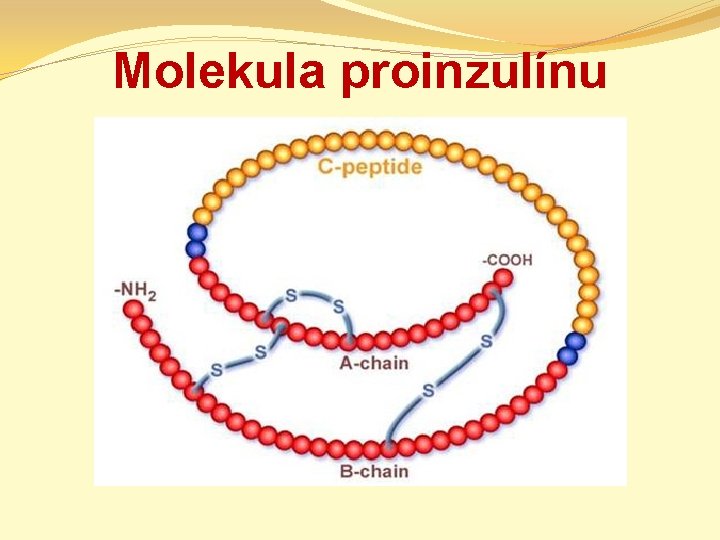 Molekula proinzulínu 