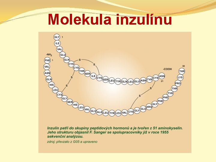 Molekula inzulínu 