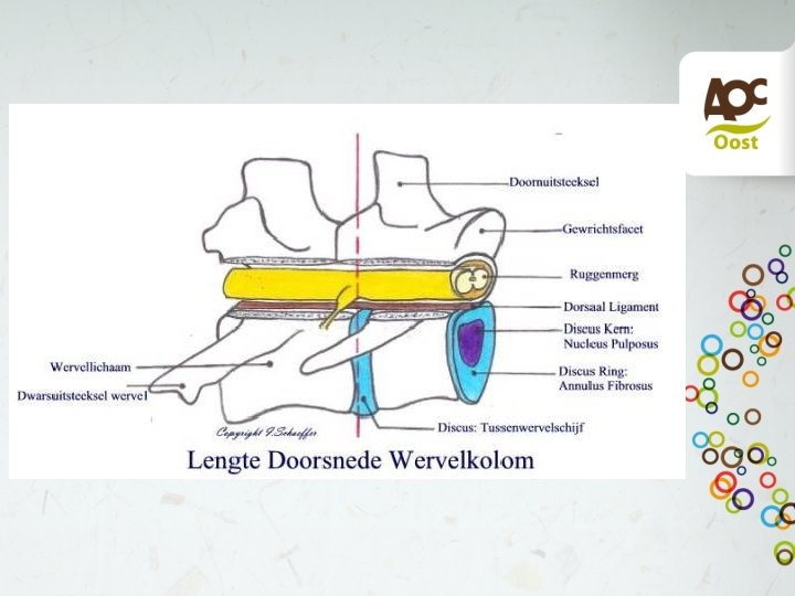 Wervelkolom 