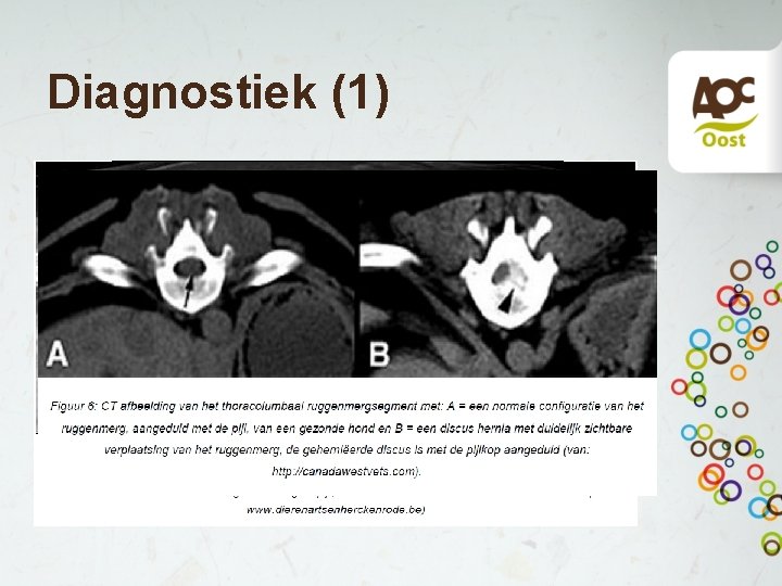 Diagnostiek (1) • Röntgenfoto • Uitsluiten trauma, discospondilitis, tumor • Myelografie. • Contrast röfo,