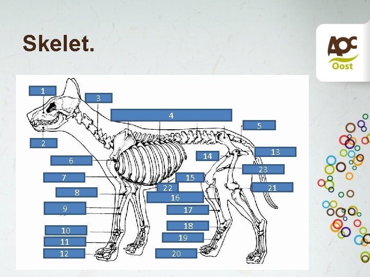 Skelet. 1 3 4 5 2 6 7 8 9 10 11 12 13