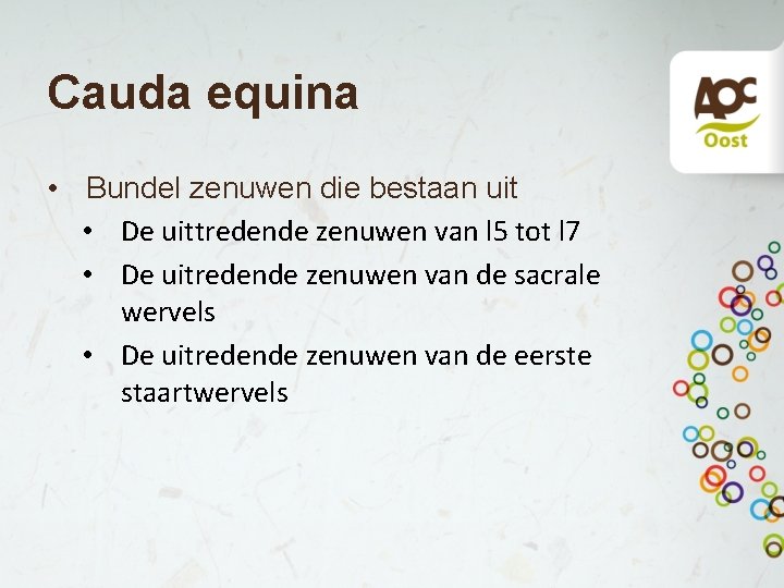 Cauda equina • Bundel zenuwen die bestaan uit • De uittredende zenuwen van l