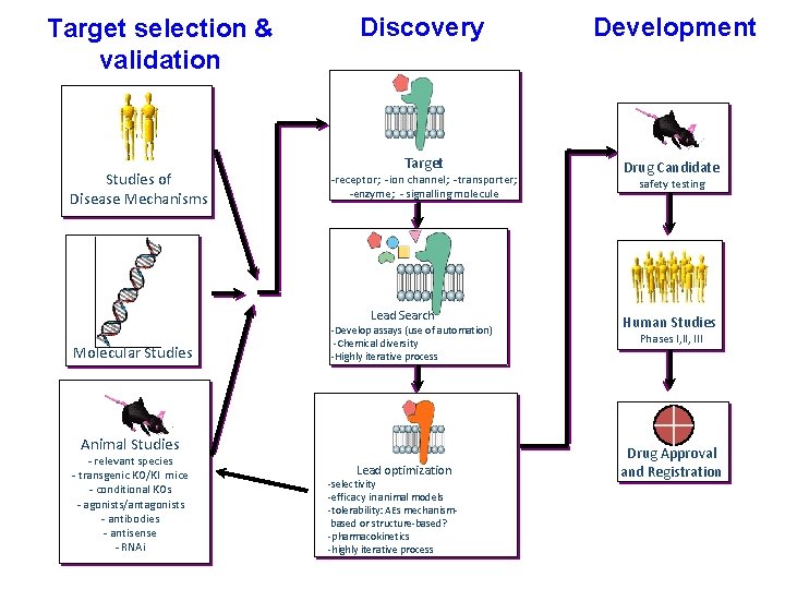 Target selection & validation Studies of Disease Mechanisms Discovery Development Target Drug Candidate -receptor;