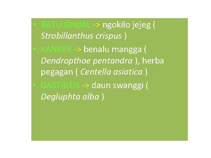  • BATU GINJAL -> ngokilo jejeg ( Strobillanthus crispus ) • KANKER ->