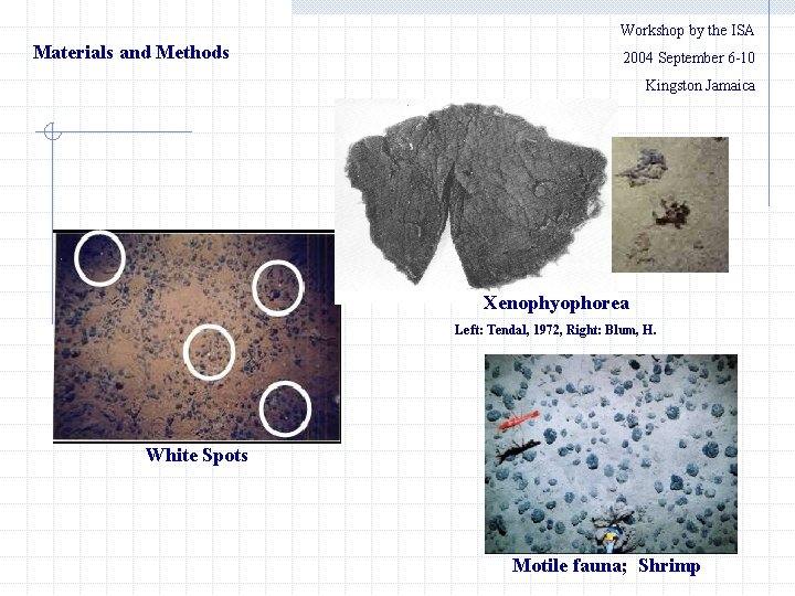 Workshop by the ISA Materials and Methods 　　2004 September 6 -10 Kingston Jamaica Xenophyophorea