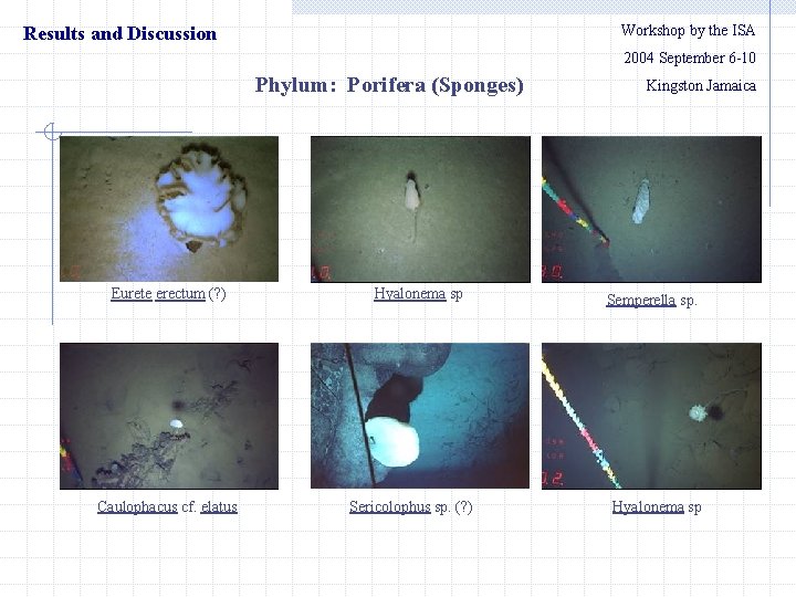 Workshop by the ISA Results and Discussion 　　2004 September 6 -10 Phylum: Porifera (Sponges)