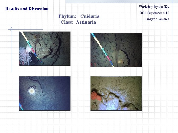 Workshop by the ISA Results and Discussion Phylum: Cnidaria Class: Actinaria 　　2004 September 6