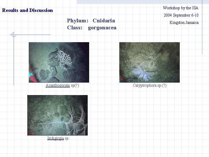 Workshop by the ISA Results and Discussion 　　2004 September 6 -10 Phylum: Cnidaria Class: