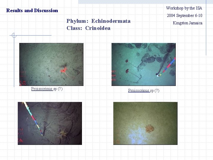 Workshop by the ISA Results and Discussion 　　2004 September 6 -10 Phylum: Echinodermata Class: