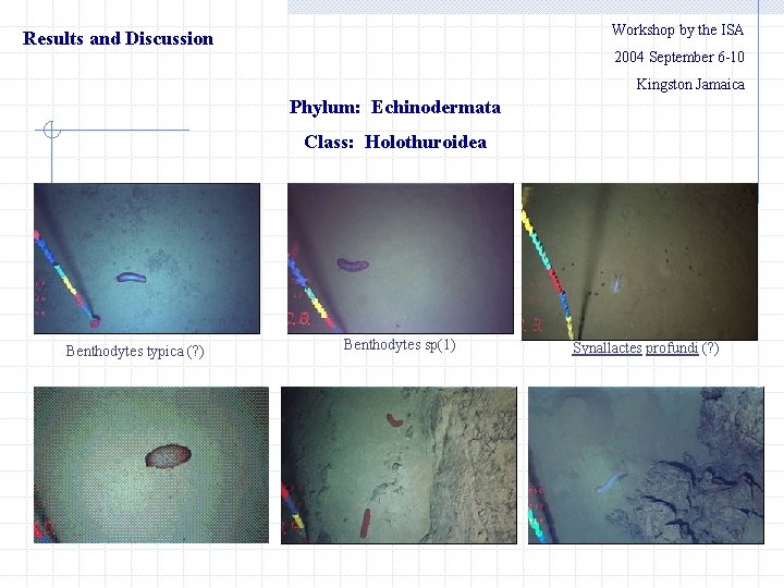 Workshop by the ISA Results and Discussion 　　2004 September 6 -10 Kingston Jamaica Phylum: