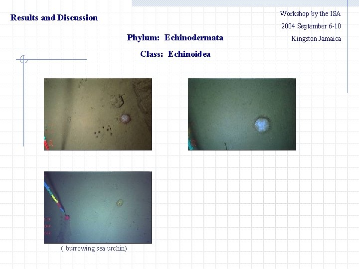 Workshop by the ISA Results and Discussion 　　2004 September 6 -10 Phylum: Echinodermata Class: