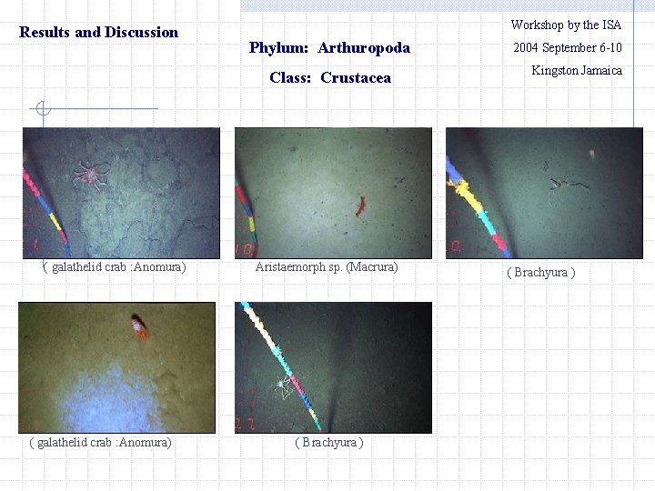 Results and Discussion Workshop by the ISA Phylum: Arthuropoda Class: Crustacea ( galathelid crab