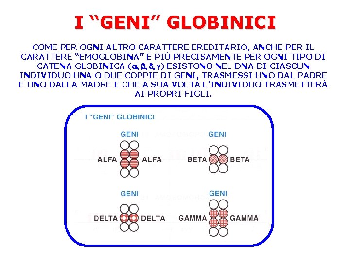 I “GENI” GLOBINICI COME PER OGNI ALTRO CARATTERE EREDITARIO, ANCHE PER IL CARATTERE “EMOGLOBINA”