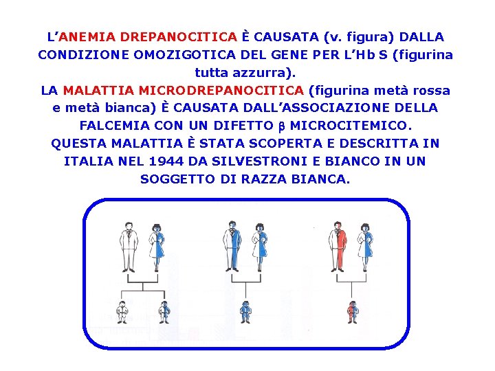 L’ANEMIA DREPANOCITICA È CAUSATA (v. figura) DALLA CONDIZIONE OMOZIGOTICA DEL GENE PER L’Hb S