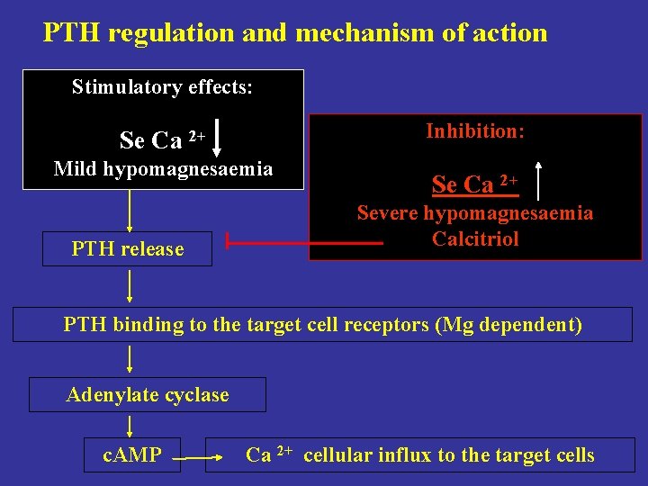 PTH regulation and mechanism of action Stimulatory effects: Inhibition: Se Ca 2+ Mild hypomagnesaemia