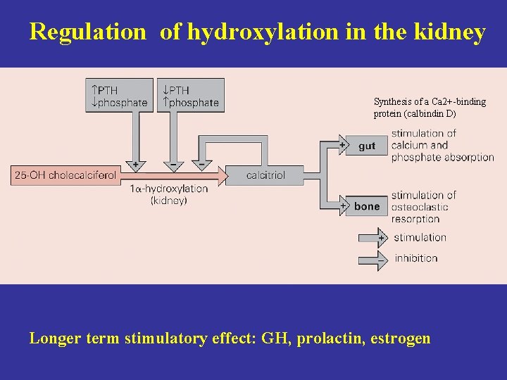 Regulation of hydroxylation in the kidney Synthesis of a Ca 2+-binding protein (calbindin D)