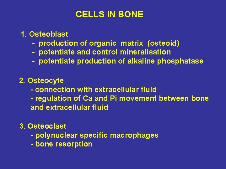 CELLS IN BONE 1. Osteoblast - production of organic matrix (osteoid) - potentiate and