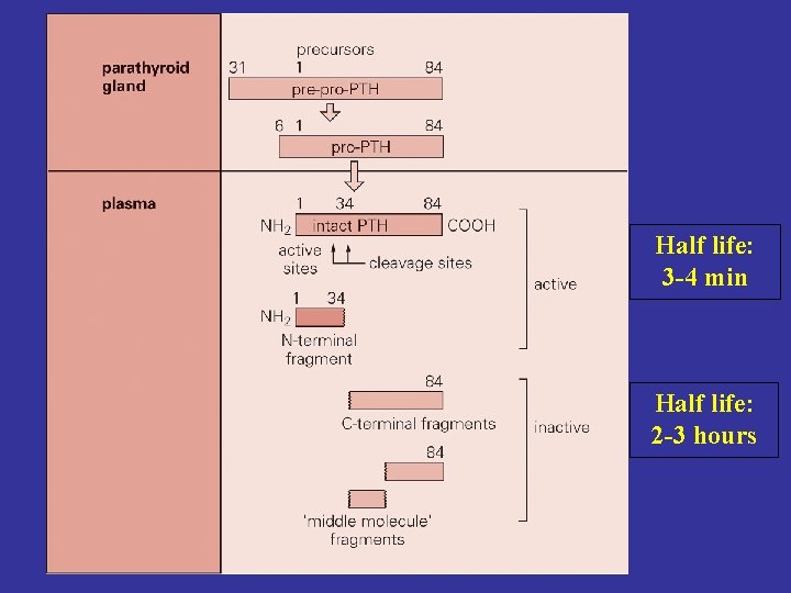 Half life: 3 -4 min Half life: 2 -3 hours 